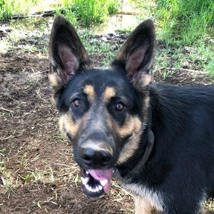 Meet your Posher, Nicholas